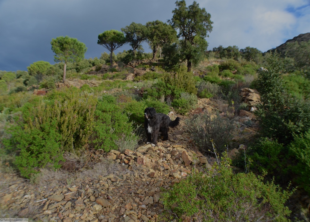 Herrchen gib Gas - ich bin schon weiter. Hier geht es ziemlich steil hoch, was man auf dem Foto nicht so sieht
