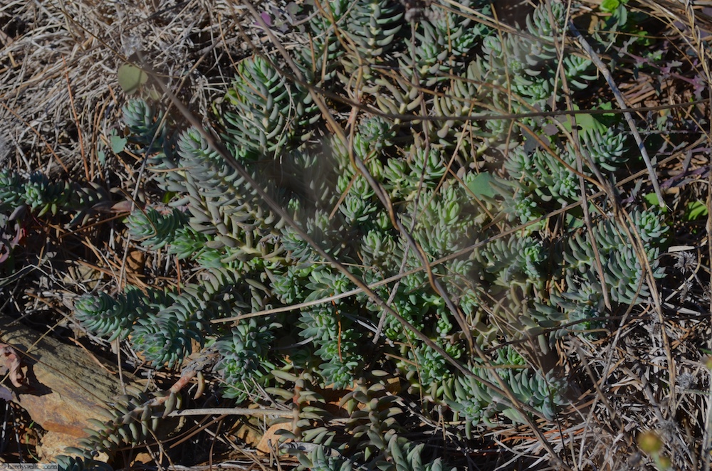 Tripmadam oder grüner Mauerpfeffer wächst hier im Überfluss. Ideal - Fels, Feuchte und Sonne