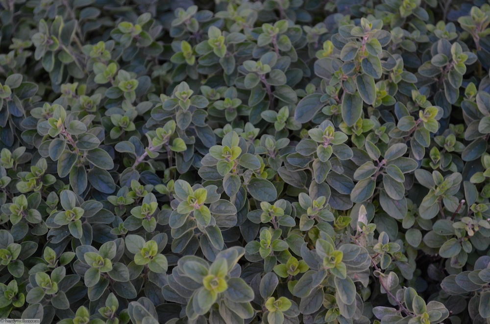 an ganz wenigen Stellen ist auch schon mal Oregano zu finden. Sind wohl Ableger von Samen, der dorthin geblasen wurde. Wächst normalerweise nicht hier