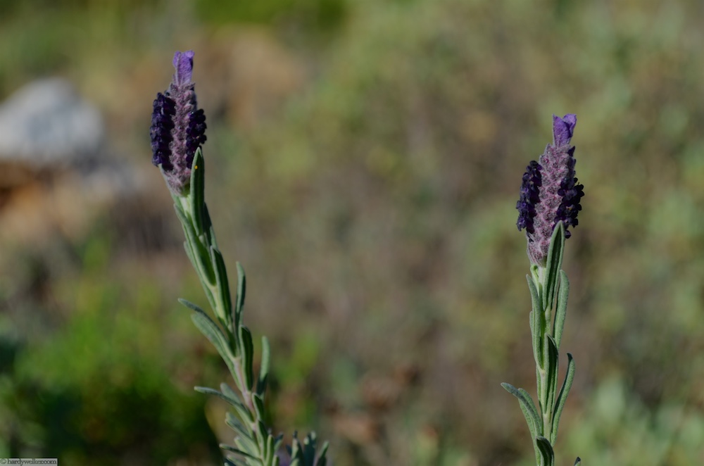 Schopflavendel. Ich nutze ihn nicht, sondern freue mich nur beim durchstreifen über den Geruch