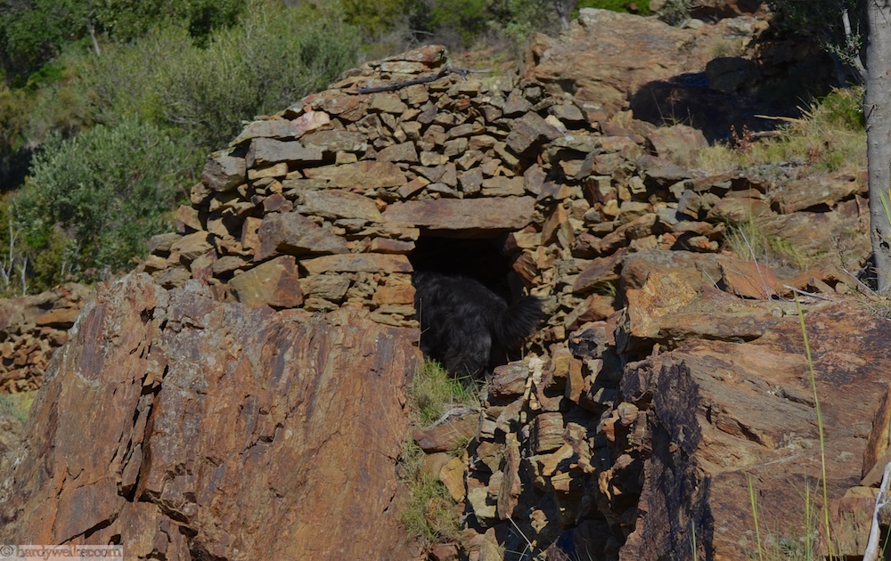 Seit die Römer hier waren sind die Berge befestigt und es gibt überall diese kleinen aus Stein gesetzten Unterschlüpfe. Gipsy ist schon vorgegangen zum Inspizieren