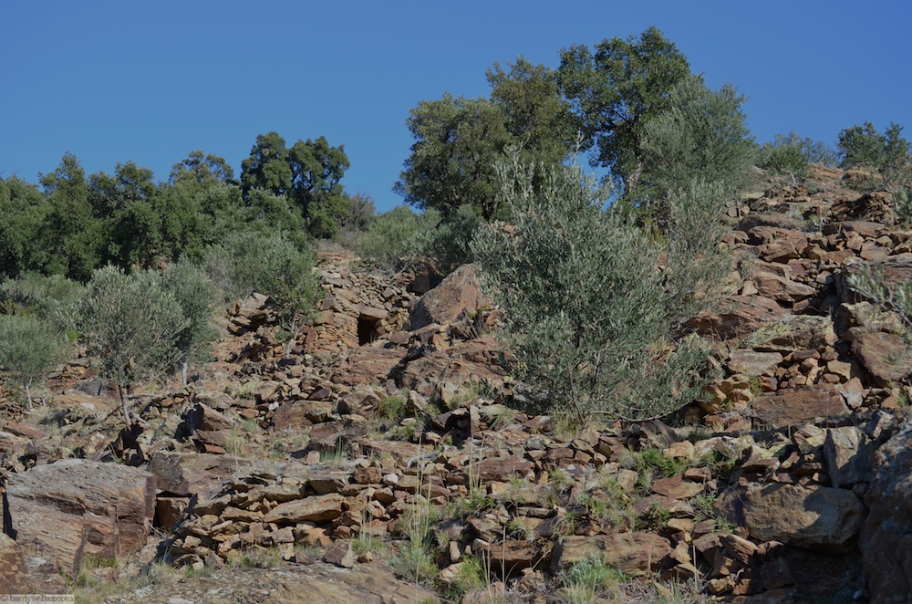 Schade, man sieht auf dem Foto nicht wie steil es hier hoch geht. Das sind die Stellen mit Tripmadam und Rosmarin. Leider wüten die Wildschweine und machen alles kaputt