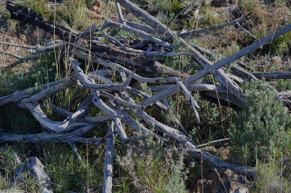 Brennholz von nur einem Olivenbaum und es gibt hier hunderte