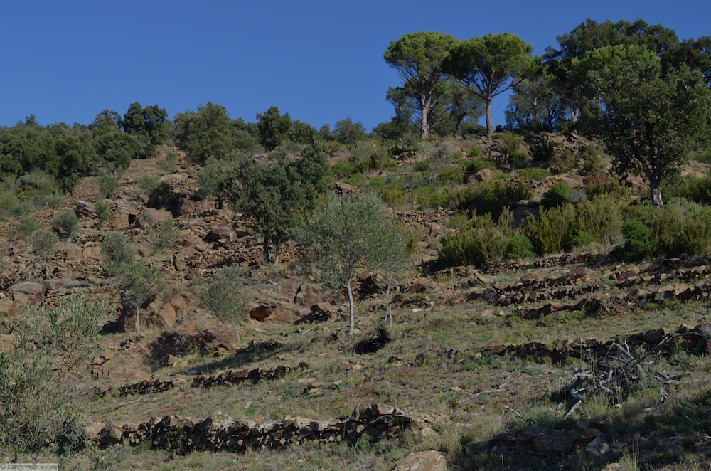 Das ist ca. 50 meter hinter meiner Casa. "Mein Kräutergarten"