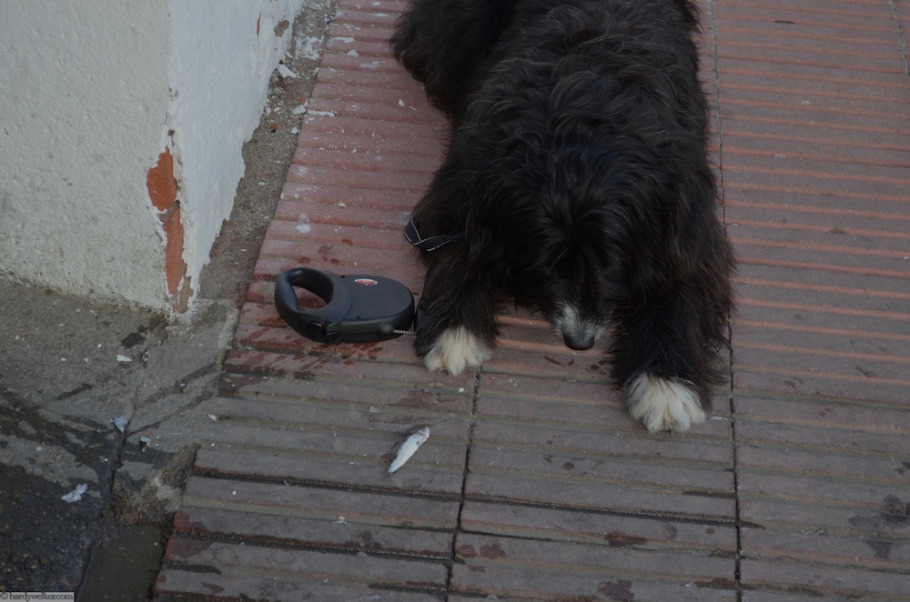 Fischmarkt Roses 4.jpg
