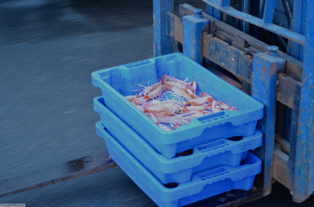 Von der Versteigerung direkt in den Fischladen. Frischer geht nicht. In den Kisten krabbelt noch alles