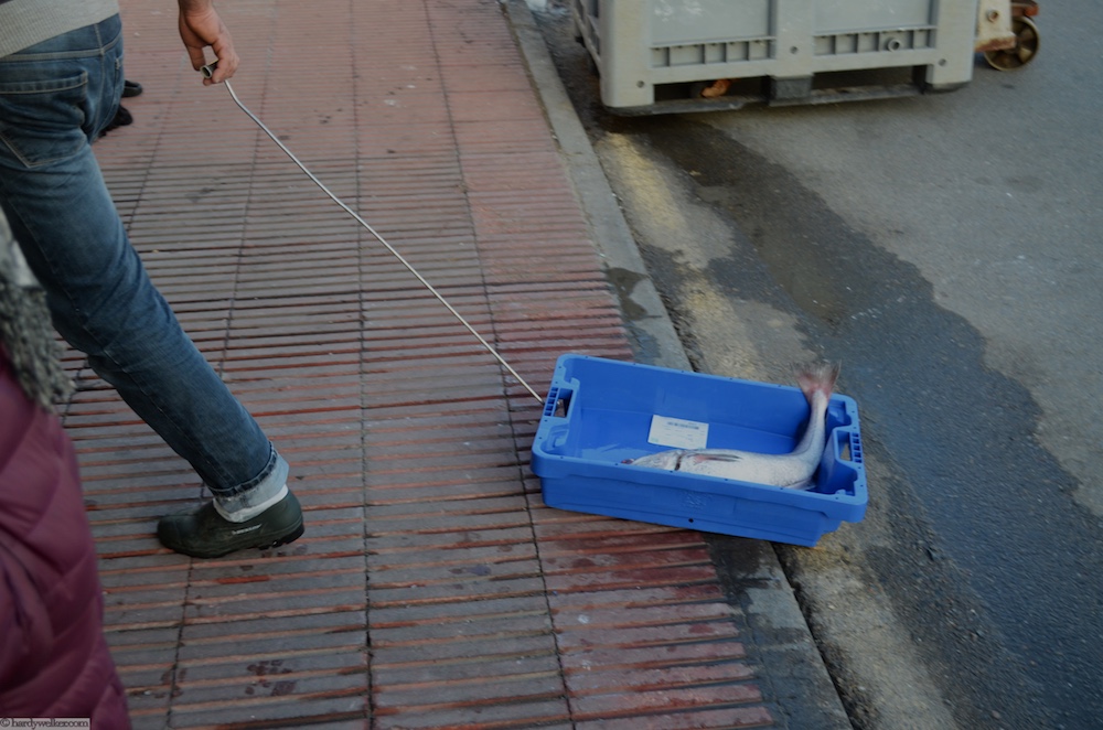 Ersteigert und gleich "abgeschleppt"  vom Boot hierher sind es gerade mal 15 m