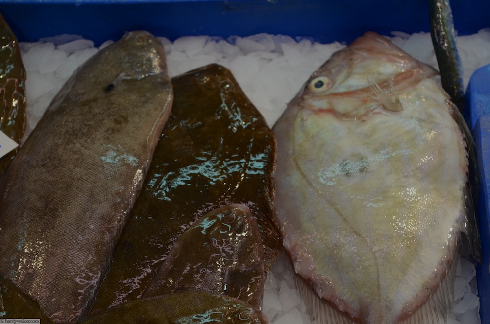 Petersfisch - selten geworden, weil sie alles rausziehen. Das Teil wiegt vielleicht 300g - erwachsen ca. 4 kg