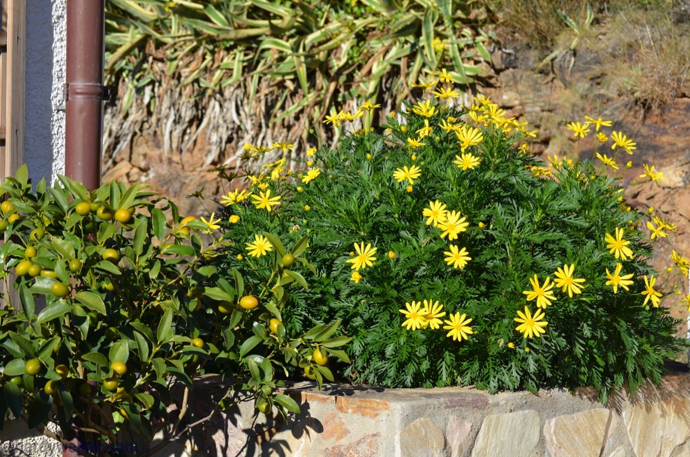 spanien blüht 1.jpg