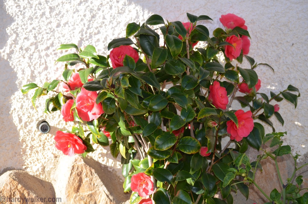 spanien blüht 3.jpg