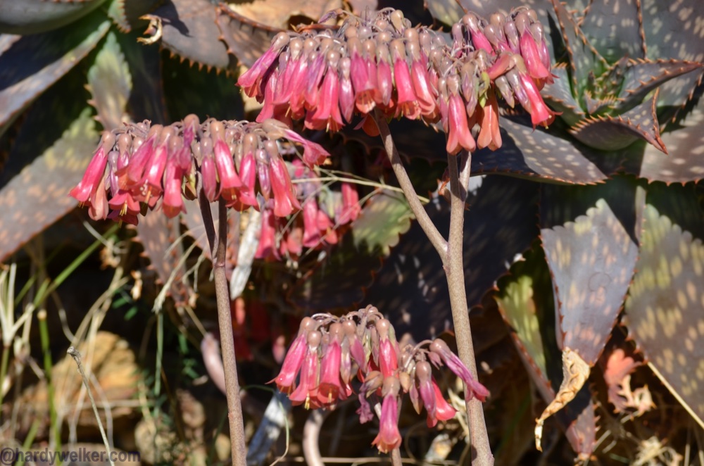 spanien blüht 4.jpg