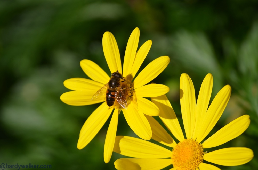 spanien blüht 6.jpg