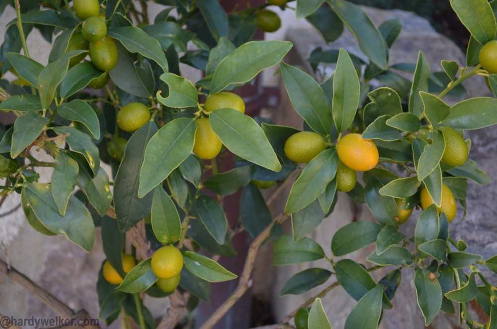 ich fahr erst nach Hause, wenn ich die mitnehmen kann