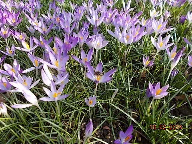 Na, wo ist die Biene????