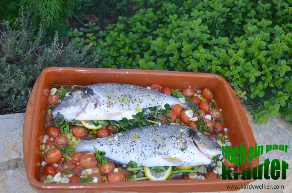 Dorade im Steinbackofen.jpg