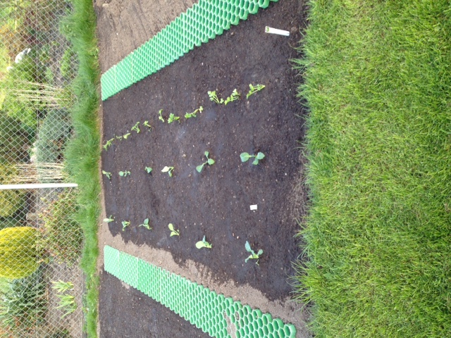 2 Reihen Wirsing, 1 x Sellerie und eine Reihe Porree