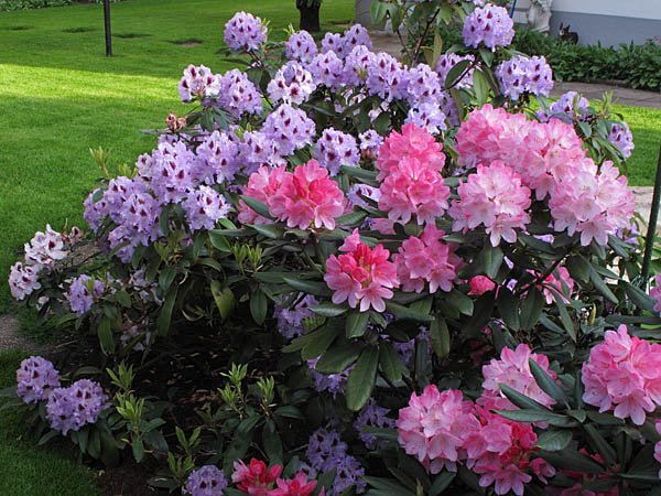 Rhododendren