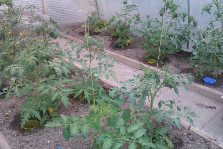 IMAG0094.jpg