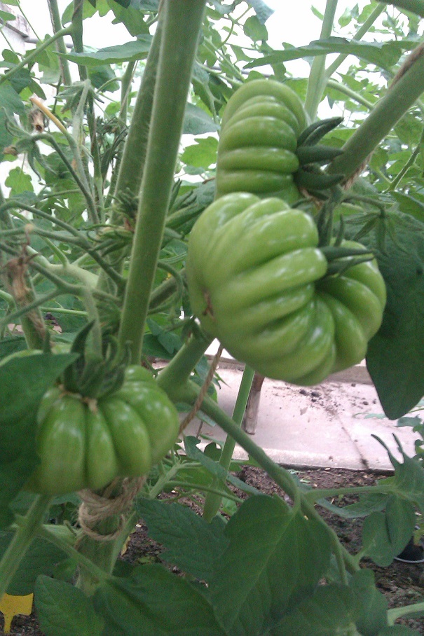 Costoluto Genovese1.jpg