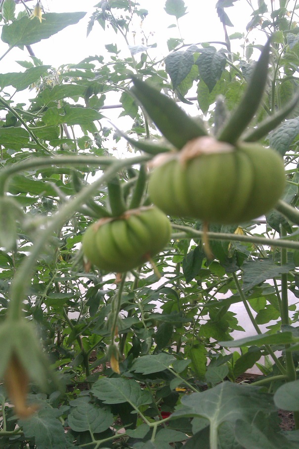 Costluto Genovese.jpg