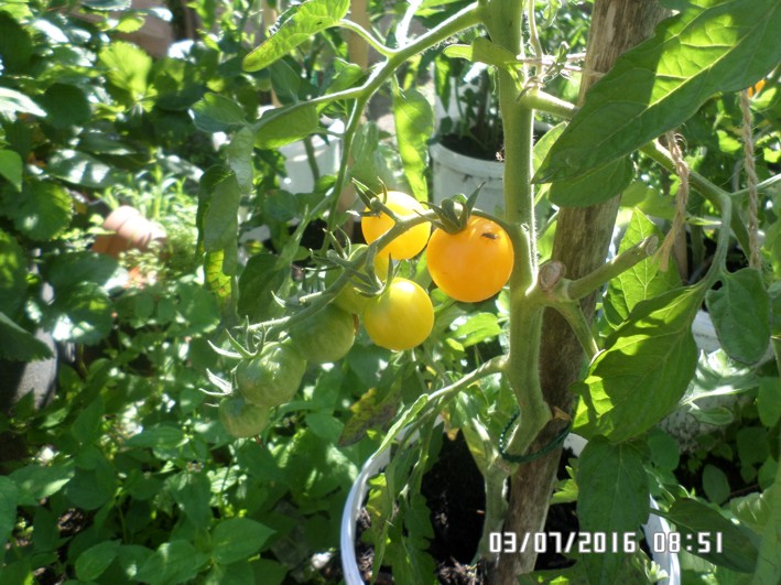 gelbe tomate.JPG