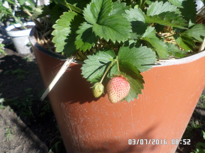 erdbeere.JPG