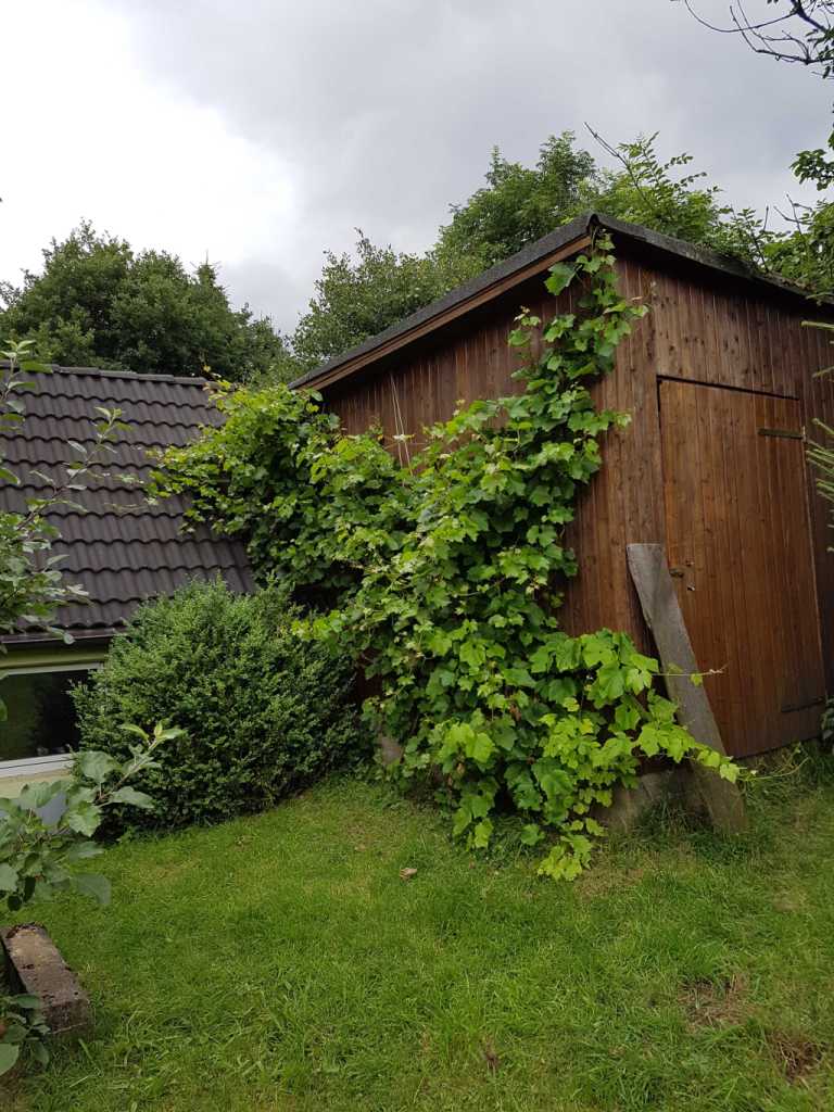 Beim Wein hat eine Art Fliege die meisten Trauben im ganz kleinen Zustand weggefressen, kennt das jemand?