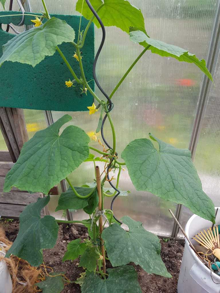 Gerade geerntet aber oben kommen die nächsten