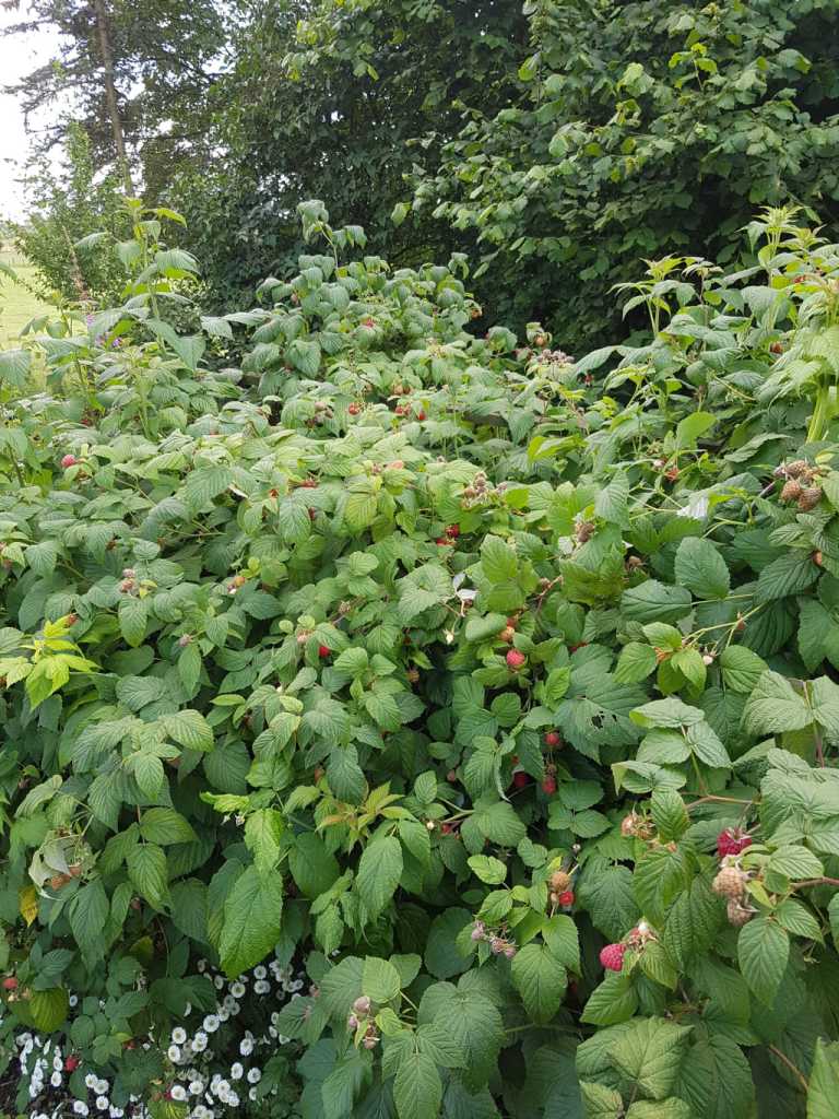 Einfach mal nicht geschnitten, trotzdem gutes Ergebnis