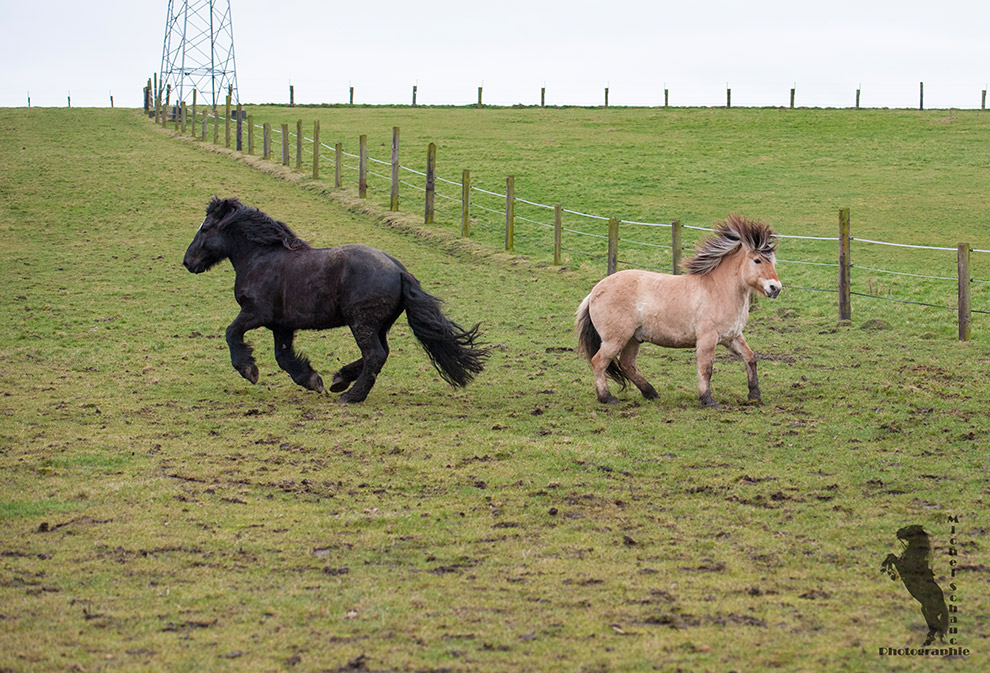 Percheron- und Norwegerwallach beim Kennenlernen im Frühjahr