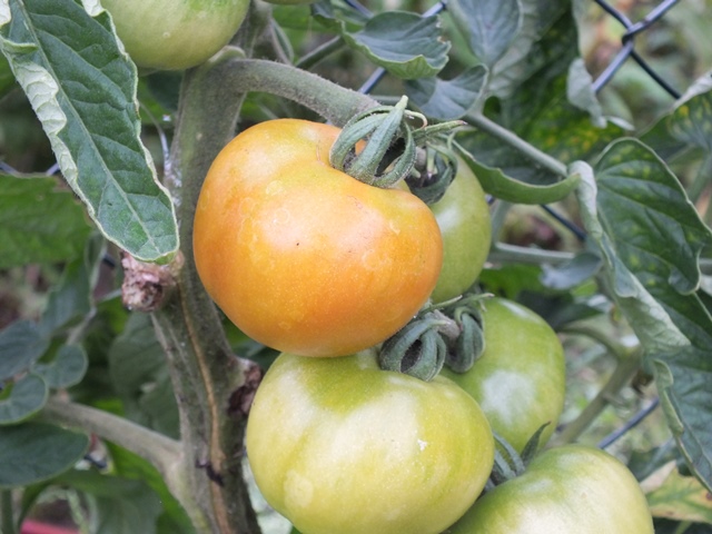 DSCF5320.JPG