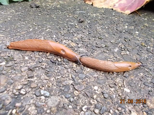 DSCN1733.JPG