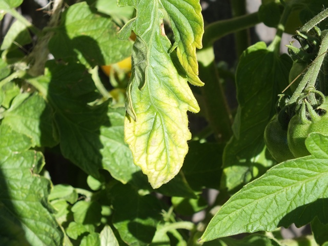DSCF5347.JPG