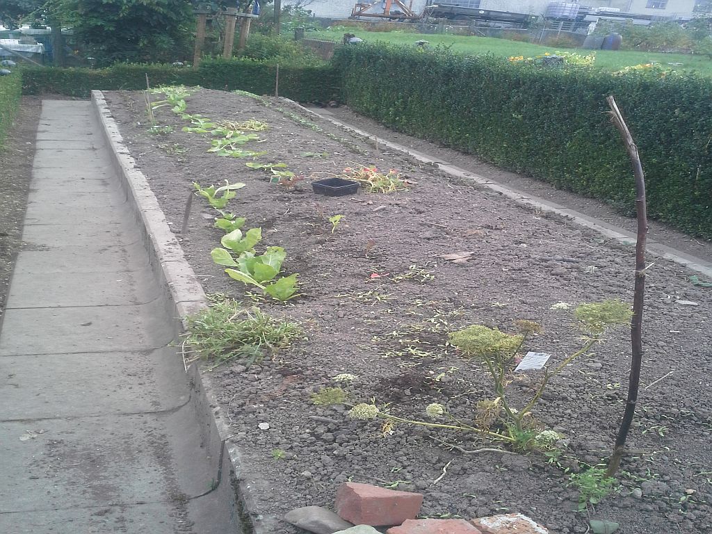 Hochbeet 1 nochmals bepflanzt