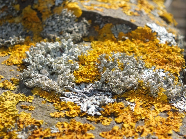 DSCF2888 - Kopie.JPG