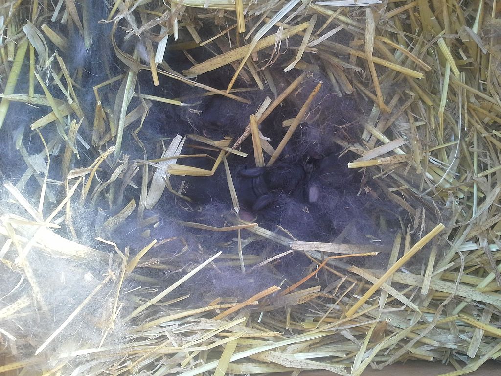 Alle neune , sechs Tage alt .