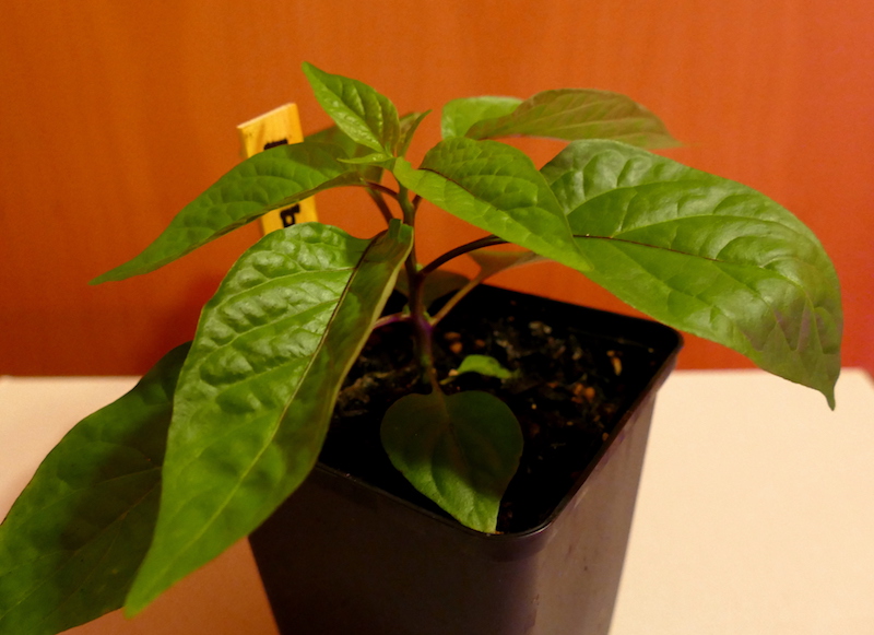 Habanero rot