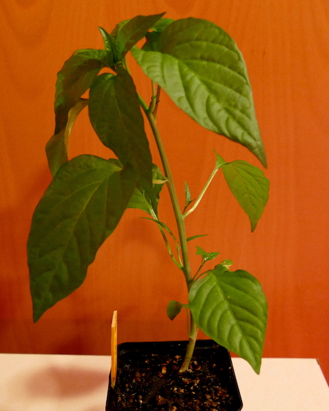 Oro, gelber Gemüse Paprika