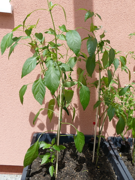 Lemon Chili, heute wurde eine noch grüne Frucht verkostet. Wahr ganz schön scharf...