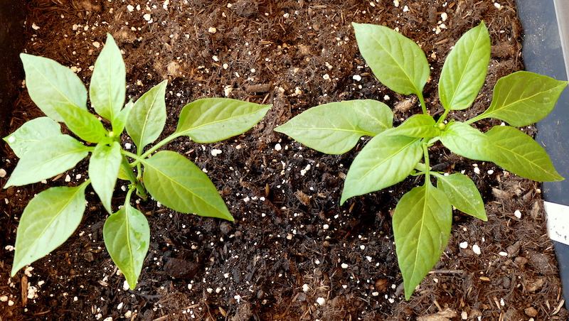 Giallo Rotondo di Capriglio