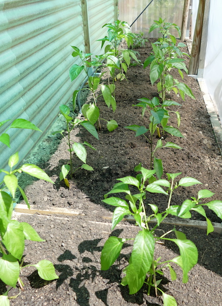 Geschützter Anbau: Pimiento de Padrone, Jalapenos, Tomatenpaprika,  Dulce Italiano und  Oro,  rote und gelbe Gemüsepaprika