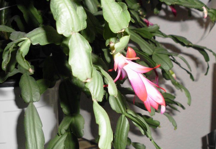 Weihnachts- oder Osterkaktus