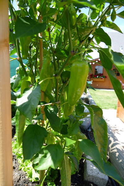 Oro, Paprika, Freiland