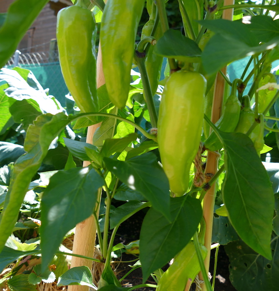 Oro-Paprika, Freiland