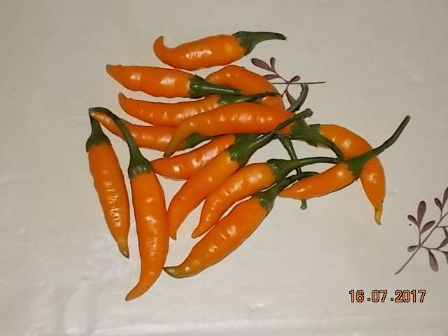 DSCN2371.JPG