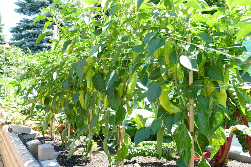 Oro, eine gelbe Paprikasorte im Freiland.<br />Über voll mit Früchten.