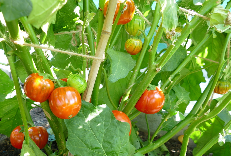 Aubergine, Äthiopische Eierfrucht<br />Melanzana Rosso di Rotonda