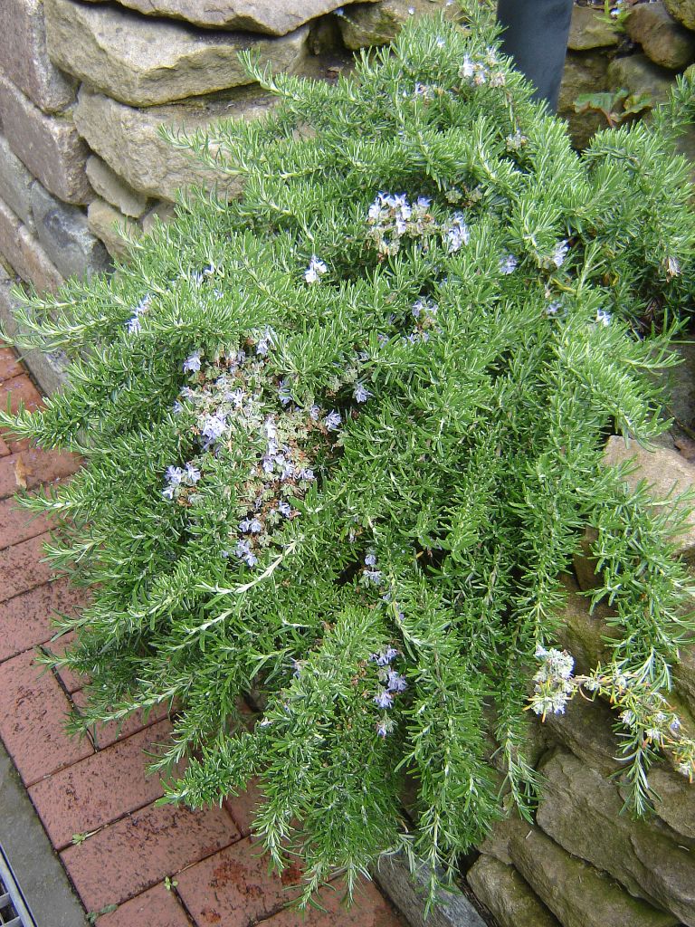 Rosmarinus officinalis 'Prostratus'