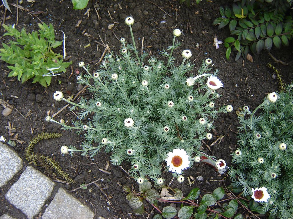 Komme gerade aus meinem Garten 19-05-05 Marokkanische Margerite.jpg