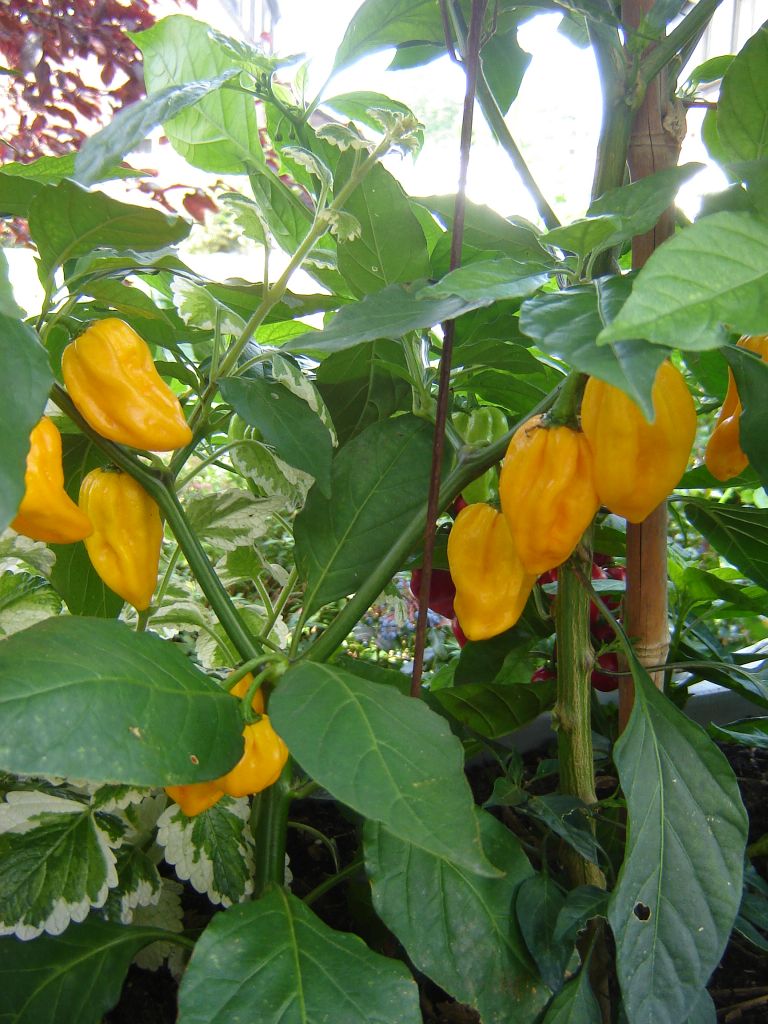 Habaneros gelb